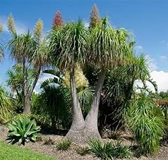 Ponytail palm live for sale  Delivered anywhere in USA 