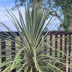 Cordyline australis torbay for sale  Delivered anywhere in UK
