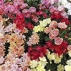 Lewisia cotyledon elise for sale  Delivered anywhere in UK