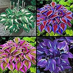 Hostas bulbs planting for sale  Delivered anywhere in UK