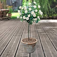 Garden white rose for sale  Delivered anywhere in UK