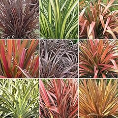 Gardenersdream mixed phormium for sale  Delivered anywhere in UK