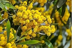 Golden mimosa acacia for sale  Delivered anywhere in USA 