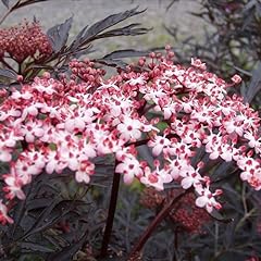 Sambucus black lace for sale  Delivered anywhere in Ireland