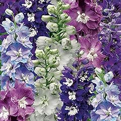 Delphinium mixed hardy for sale  Delivered anywhere in UK