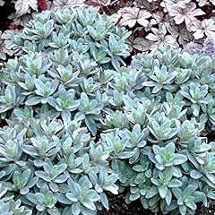 Sedum marina orpine for sale  Delivered anywhere in UK