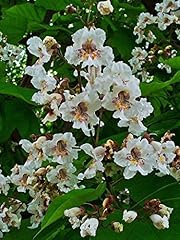 Tree seeds online for sale  Delivered anywhere in UK