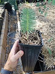 Encephalartos dioon edule usato  Spedito ovunque in Italia 
