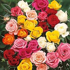 Garden garden rose for sale  Delivered anywhere in UK