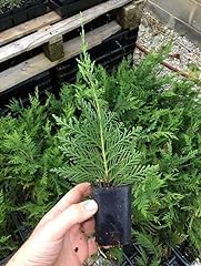 Leyland cypress live for sale  Delivered anywhere in USA 