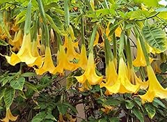 Angels trumpet seeds for sale  Delivered anywhere in USA 