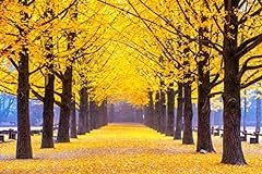 Gingko biloba tree for sale  Delivered anywhere in USA 