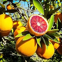 Blood orange tree for sale  Delivered anywhere in USA 