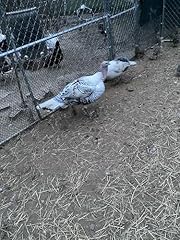 Mix turkey hatching for sale  Delivered anywhere in USA 