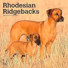 Rhodesian ridgebacks 2024 for sale  Delivered anywhere in UK