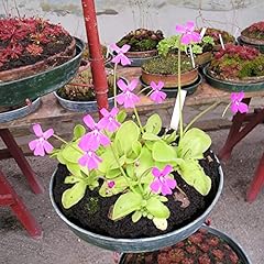 Butterworts pinguicula mixed for sale  Delivered anywhere in UK