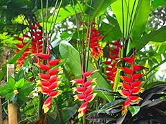 Heliconia rostrata claw usato  Spedito ovunque in Italia 