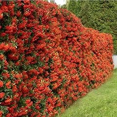 Pyracantha red column for sale  Delivered anywhere in UK