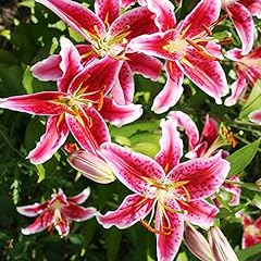 Stargazer oriental lilies for sale  Delivered anywhere in USA 