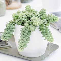Plant theory 10cm for sale  Delivered anywhere in UK
