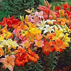 Lily bulbs planting for sale  Delivered anywhere in USA 
