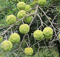 Hedge apple seeds for sale  Delivered anywhere in USA 