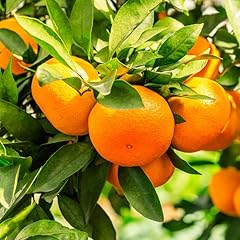Tangerine tree plant for sale  Delivered anywhere in USA 