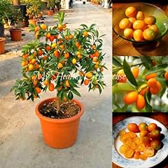 Best-seller! 30pcs / bag balcone patio in vaso di frutta Alberi semi piantati Kumquat Semi Arancione Semi mandarino Citrus F47 usato  Spedito ovunque in Italia 