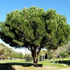 Pine nut tree for sale  Delivered anywhere in USA 