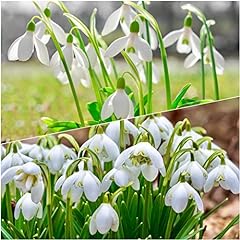 Woodland bulbs double for sale  Delivered anywhere in UK