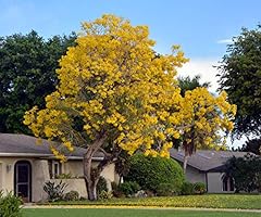 Yellow tabebuia trumpet for sale  Delivered anywhere in USA 
