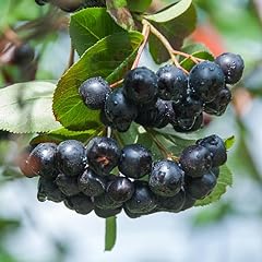 Aronia black chokeberry for sale  Delivered anywhere in USA 
