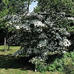 Dogwood plant teutonia for sale  Delivered anywhere in UK