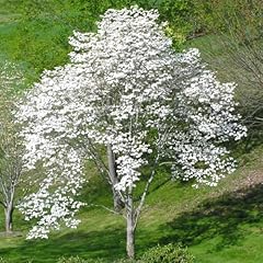 White flowering dogwood for sale  Delivered anywhere in USA 