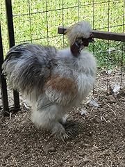 Silkie chicken hatching for sale  Delivered anywhere in USA 