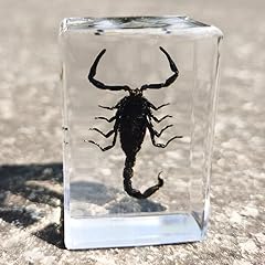 Insect specimens resin for sale Insect specimens resin for sale  Delivered anywhere in UK