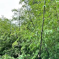 Phyllostachys nigra samen gebraucht kaufen  Wird an jeden Ort in Deutschland