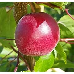 Biricoccolo susincocco albero usato  Spedito ovunque in Italia 