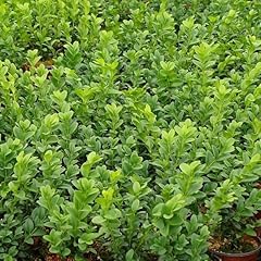 Common box buxus for sale  Delivered anywhere in UK