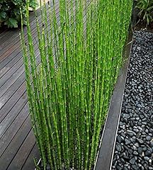 Grown indoors fresh for sale  Delivered anywhere in USA 