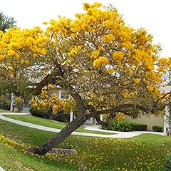 Tabebuia caraiba seeds for sale  Delivered anywhere in USA 
