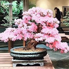 Weeping cherry bonsai for sale  Delivered anywhere in USA 