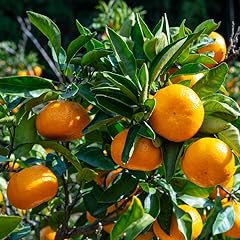 Mandarin sweet orange for sale  Delivered anywhere in USA 