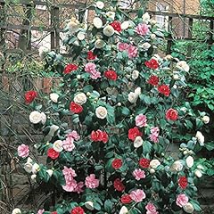 Camellia tricolour 1 for sale  Delivered anywhere in UK
