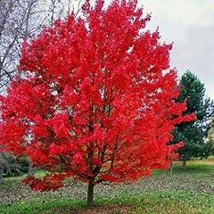 Sourwood tree seedlings for sale  Delivered anywhere in USA 