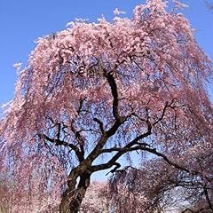 Semi albero piangente usato  Spedito ovunque in Italia 