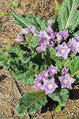 Mandragora autunno fioritura usato  Spedito ovunque in Italia 