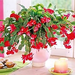 Red christmas cactus for sale  Delivered anywhere in USA 