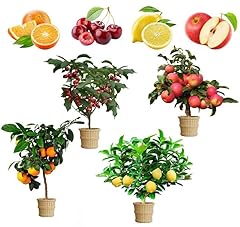 Mix dwarf bonsai for sale  Delivered anywhere in USA 