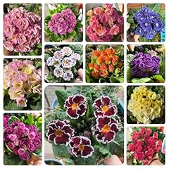 Primeln samen primula gebraucht kaufen  Wird an jeden Ort in Deutschland